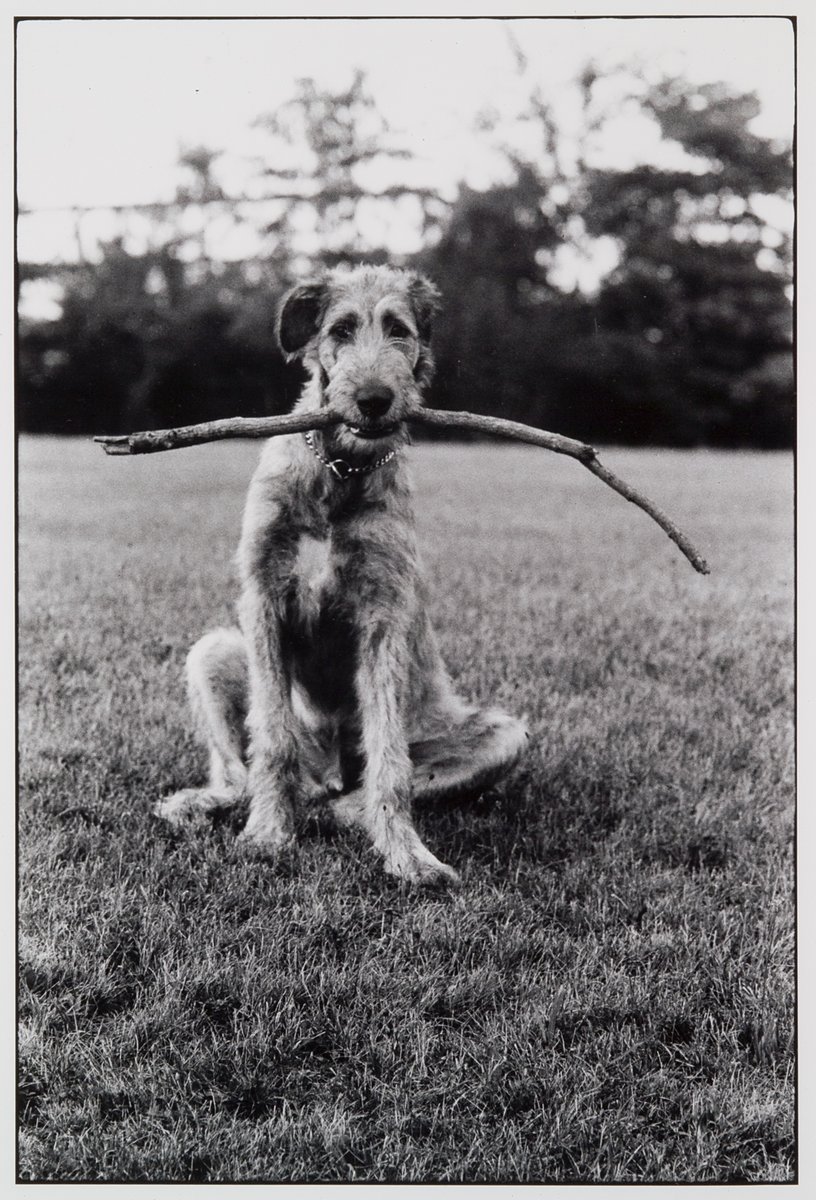 SpencerMuseum's tweet photo. It's the last official day in the #DogDaysofSummer! Marvin Grove behind the Museum is an excellent place to find a good fetching stick. πΎ
Show us pics of your pups using #DogDaysofSpencer! π
https://t.co/YR0O6Tjlgz https://t.co/DFPSFDM0cV