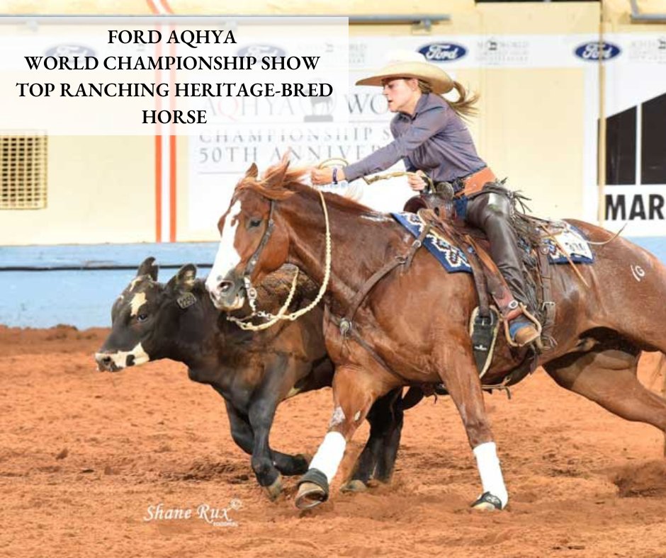 AQHA's tweet photo. World champion Cat Walks Into A Bar is honored with the Ford #AQHYA World Top Ranching Heritage-Bred Horse Award. โก๏ธ https://t.co/ZWTO3N0xBt
๐ธ Shane Rux Photography https://t.co/SzudZGFyAU