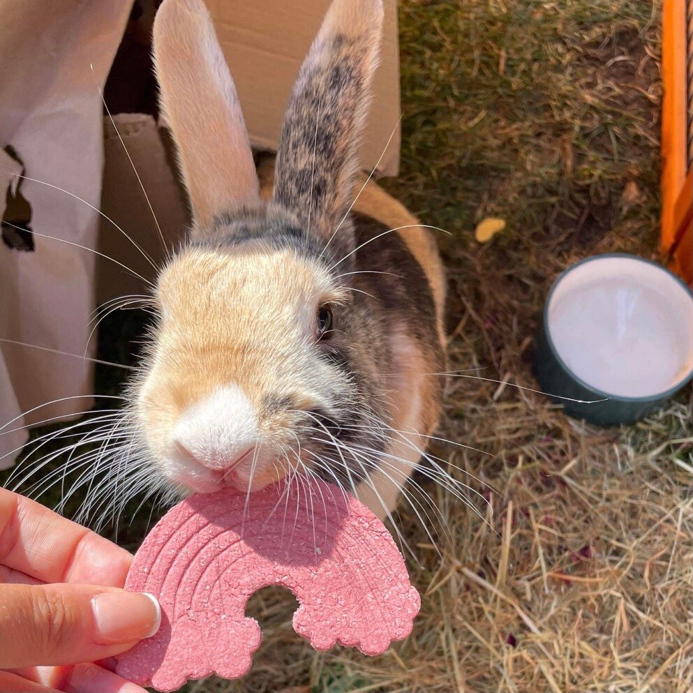 RabbitRetailUK's tweet image. Abu loves his Rainbow Bunny Binky treats! 

These have been donated by JJRabbitHouse with all proceeds going to our rescue effort. 

🐰🌈

 #Bunny #Rabbit #OneHopShop #RabbitRetail #HoppyCustomer #Review #SupportSmallBusiness #CharityOfTheMonth #AdoptDontShop #Rescue #Donatio