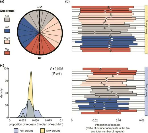GenomeBiolEvol's tweet image. Replication-Dependent Organization Constrains Positioning of Long DNA Repeats in Bacterial Genomes buff.ly/3ovIzcs @nitishm_1411