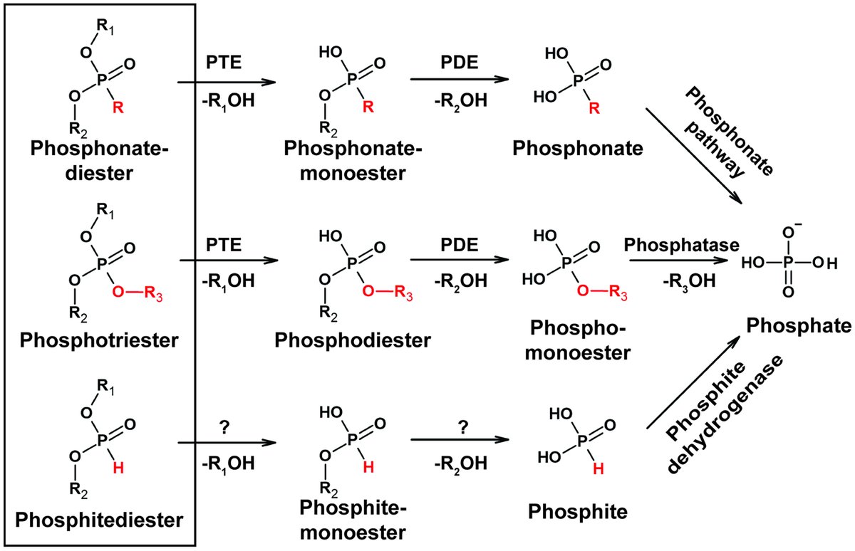 Researchers isolated a pair of phosphotriesterase enzymes from marine bacteria that break down anthropogenic organophosphorus compounds, environmental pollutants often used as plasticizers, flame retardants, nerve agents, and pesticides. In PNAS: ow.ly/EZNY50KfSiy