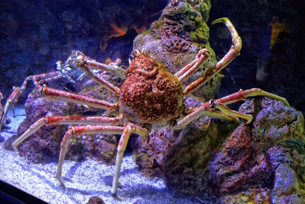 ☆ our lovely crab of the day is the japanese spider crab (Macrocheira kaempferi) !
☆ they say that it’s fun to learn about new things, maybe you’ll find something super interesting !
