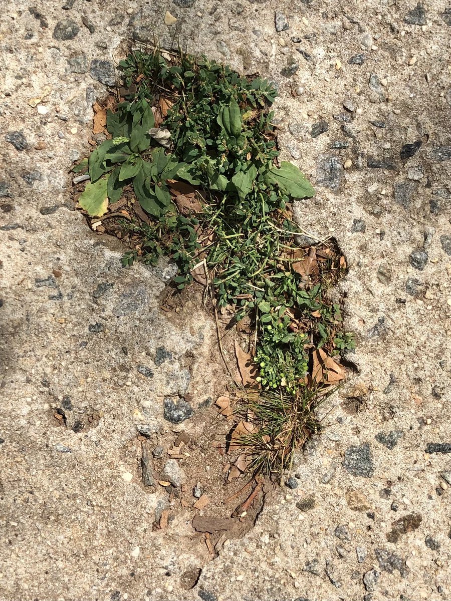 LishieDeMaria's tweet photo. ⁦@BetterCallSaul⁩ ⁦@mrbobodenkirk⁩ is this where that chunk of concrete in the shape of New Jersey came from? BTW this is in ⁦@CityofBayonne⁩ NJ https://t.co/esluTRyS90