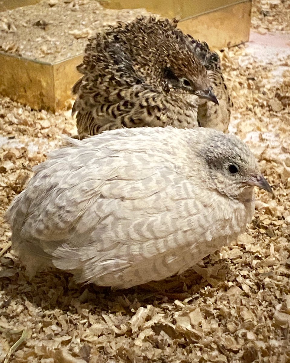 Just a little snowball and pinecone spending some quality time together. 🥰 #bird #birds #birdlover #quail #birdwatching #birdphotography