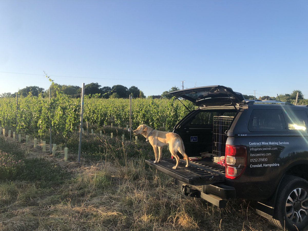 Surveying the <a href="/Penn_Croft/">Penn Croft Vineyards</a> vineyard ahead of a promising harvest <a href="/ItascaWines/">Itasca Wines</a> #winerydogs #englishwine