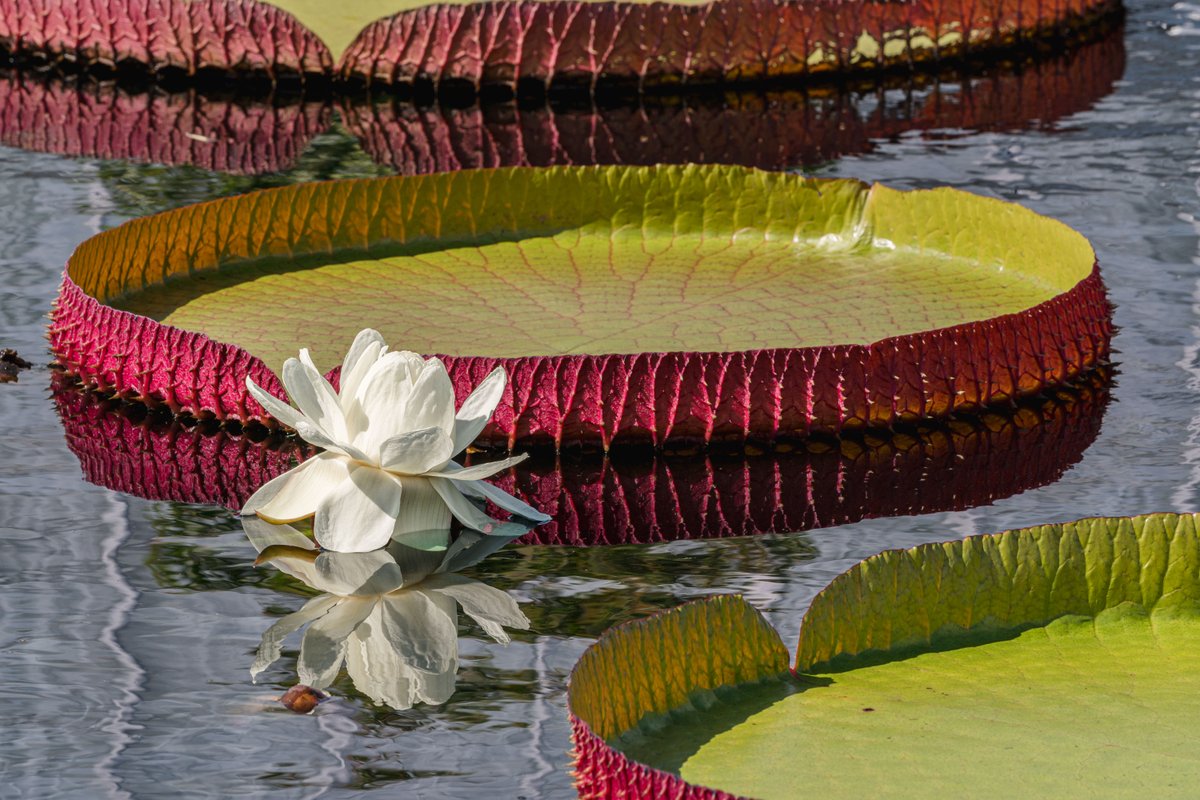 NYBG's tweet photo. The Victoria amazonica water lilies may seem larger than life, but rest assured they're very real. 🪷

Soaking up the summer sun like enormous aquatic solar arrays, these giants are now on view in the Conservatory Courtyards, dwarfing their equally beautiful relatives in bloom. https://t.co/vCjsIEJvKe