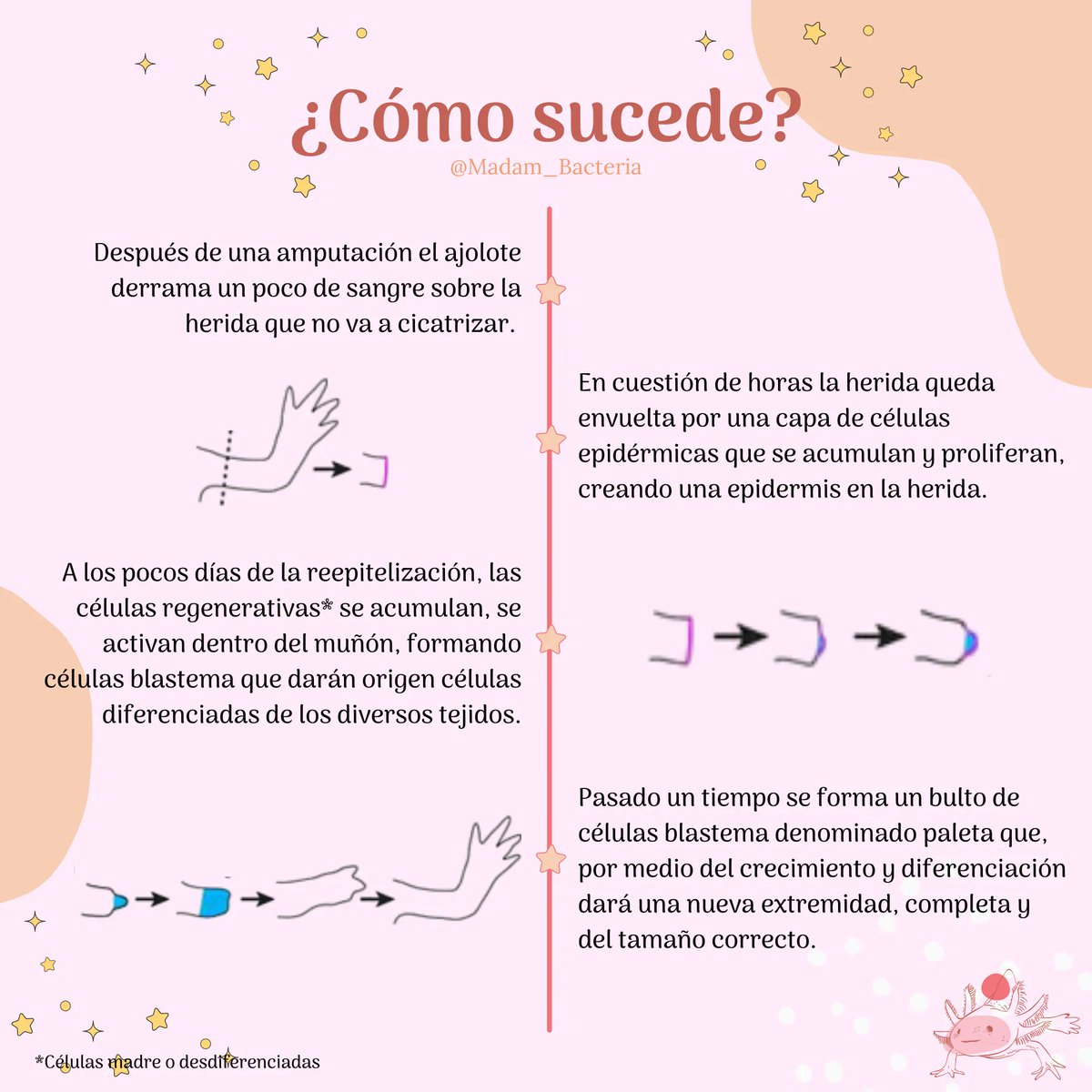 Madam_Bacteria's tweet photo. El ajolote se ha vuelto uno de los animales favoritos por su gran capacidad para regenerarse, convirtiéndose  en un misterio que ha intrigado a los científicos desde hace tiempo
#science #ciencia #ajolote #biologia #biology #regeneration #regeneracion #medicina #celulas #axolotl https://t.co/TEMmHKaCf0
