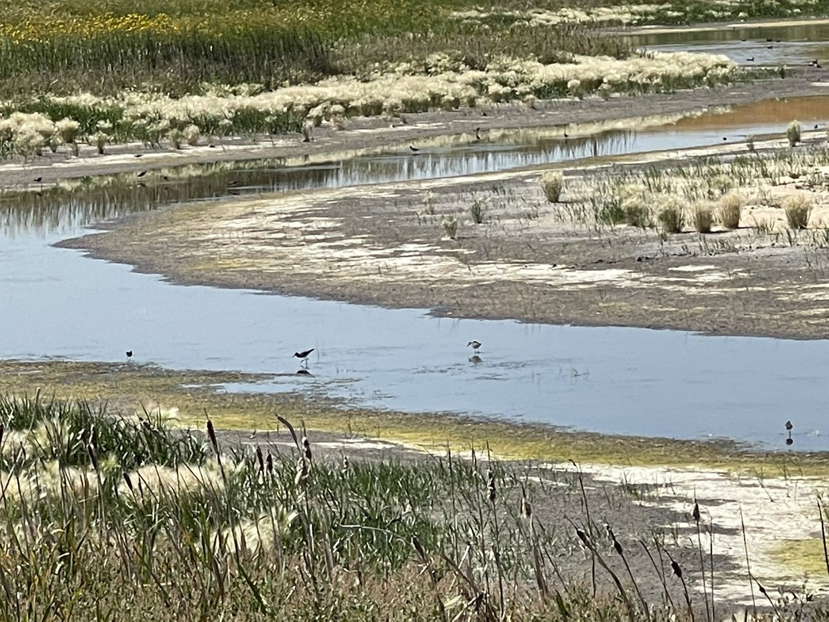 APGExtension's tweet photo. As part of a 3 year project, the commissions tagged above, #TeamAlbertaCrops &amp; @CropLifeCanada partners, @Bayer4CropsCA @syngentacanada @BASFAgSolutions &amp; @CortevaCA are sampling water from wetlands &amp; screening for pesticides. Shorebirds, insects &amp; chickpeas #sustainability https://t.co/L19bdUBLjT