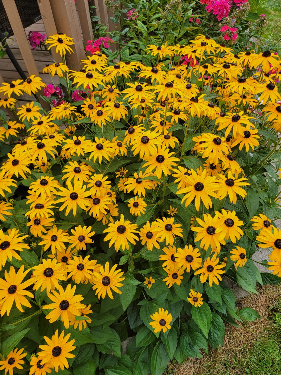 Paramount2005's tweet image. Fun fact about Black Eyed Susans- they are the first plants to grow in an area damaged by fire or natural disasters!