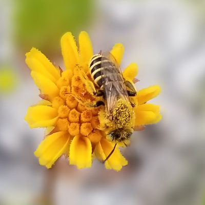 walcoextension's tweet photo. 2022 Hesperapis Helpers Volunteer Training Workshop link: https://t.co/AVJ0dSGN3d

#uf #ifas #ufifas #extension #waltoncountyextension #hesperapis #gulfcoastbee #savethebees https://t.co/CwLP63Iwb4