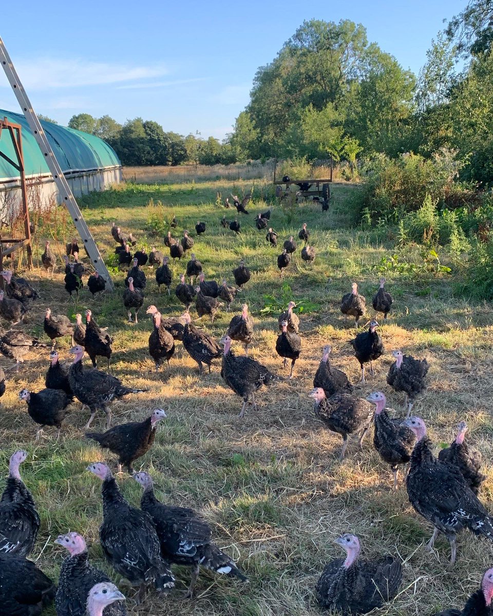 There out for a walk #turkeys in the #sun