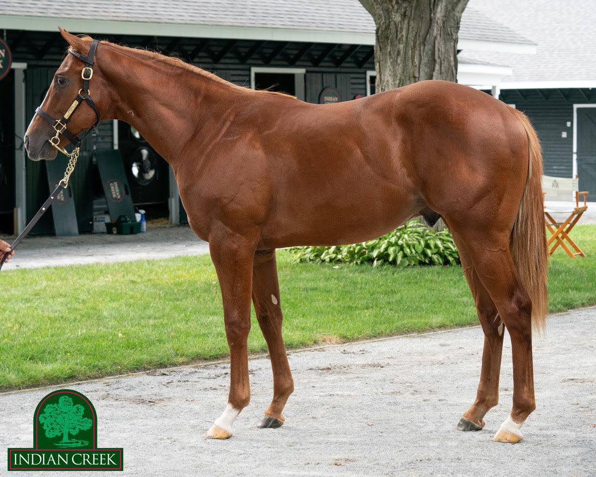 Indian Creek (@indiancreekky) on Twitter photo Hip 125 has the need for speed! This ⚡️fast looking son of <a href="/coolmoreamerica/">Coolmore America</a> Munnings out of Above the Crowd sells tonight <a href="/FasigTiptonCo/">Fasig-Tipton</a> 🎪
<a href="/ThoroStride/">Lucas Marquardt</a> Video: vimeo.com/734978511
Photo by <a href="/MakMathea4/">Mathea Kelley</a> #FasigSaratoga Hip 125 has the need for speed! This ⚡️fast looking son of <a href="/coolmoreamerica/">Coolmore America</a> Munnings out of Above the Crowd sells tonight <a href="/FasigTiptonCo/">Fasig-Tipton</a> 🎪
<a href="/ThoroStride/">Lucas Marquardt</a> Video: vimeo.com/734978511
Photo by <a href="/MakMathea4/">Mathea Kelley</a> #FasigSaratoga