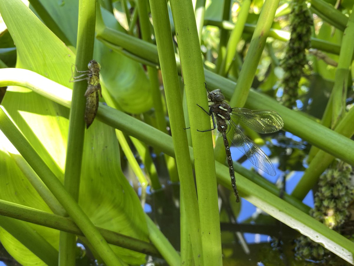 labOutdoors's tweet photo. A newly emerged dragon fly and it’s exoskeleton. Hanging to dry in the pickerel weed by the OC pond. https://t.co/9e8pbs1sGQ