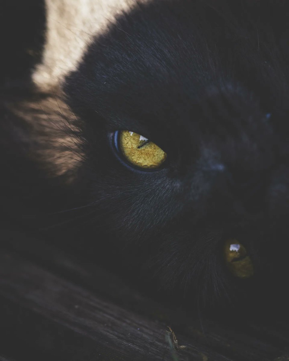 truecolourpl's tweet photo. #cat #cats #catsofinstagram #of #catstagram #catlover #catlife #instagram #catlovers #kitten #instacat #kitty #pet #cute #love #meow #dog #catoftheday #pets #kittens #gato #animals #catlove #animal #cutecat #world #gatos #petsofinstagram #kittensofinstagram #chat https://t.co/TtYbkXtNEb