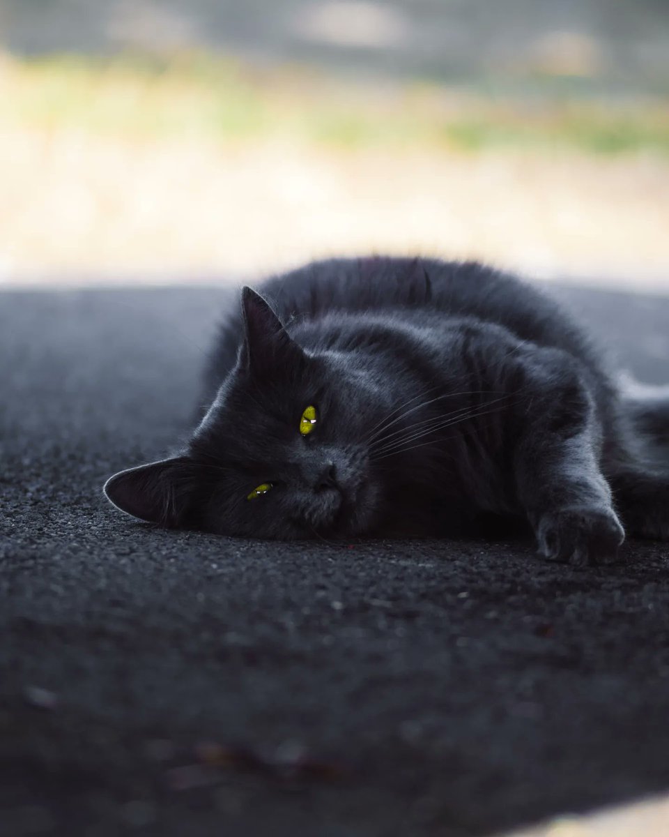 truecolourpl's tweet photo. #cat #cats #catsofinstagram #of #catstagram #catlover #catlife #instagram #catlovers #kitten #instacat #kitty #pet #cute #love #meow #dog #catoftheday #pets #kittens #gato #animals #catlove #animal #cutecat #world #gatos #petsofinstagram #kittensofinstagram #chat https://t.co/TtYbkXtNEb