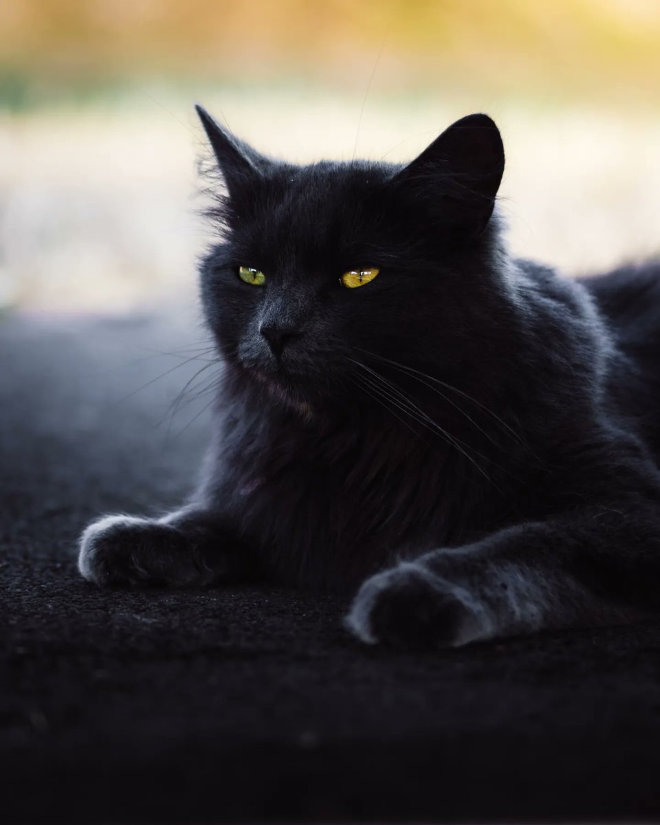 truecolourpl's tweet photo. #cat #cats #catsofinstagram #of #catstagram #catlover #catlife #instagram #catlovers #kitten #instacat #kitty #pet #cute #love #meow #dog #catoftheday #pets #kittens #gato #animals #catlove #animal #cutecat #world #gatos #petsofinstagram #kittensofinstagram #chat https://t.co/TtYbkXtNEb