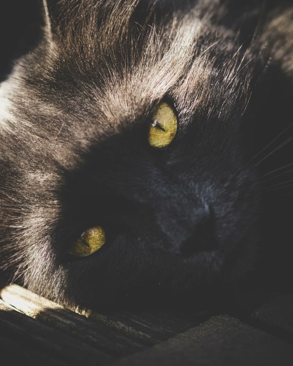 truecolourpl's tweet photo. #cat #cats #catsofinstagram #of #catstagram #catlover #catlife #instagram #catlovers #kitten #instacat #kitty #pet #cute #love #meow #dog #catoftheday #pets #kittens #gato #animals #catlove #animal #cutecat #world #gatos #petsofinstagram #kittensofinstagram #chat https://t.co/TtYbkXtNEb
