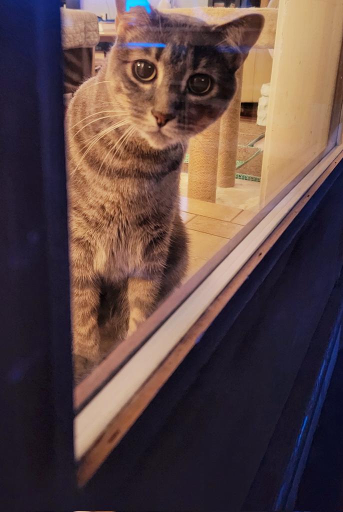 juelkitty's tweet image. Stalker Ted strikes again. #myshadow #CatsOfTwitter #thereisareasonhisnameisted