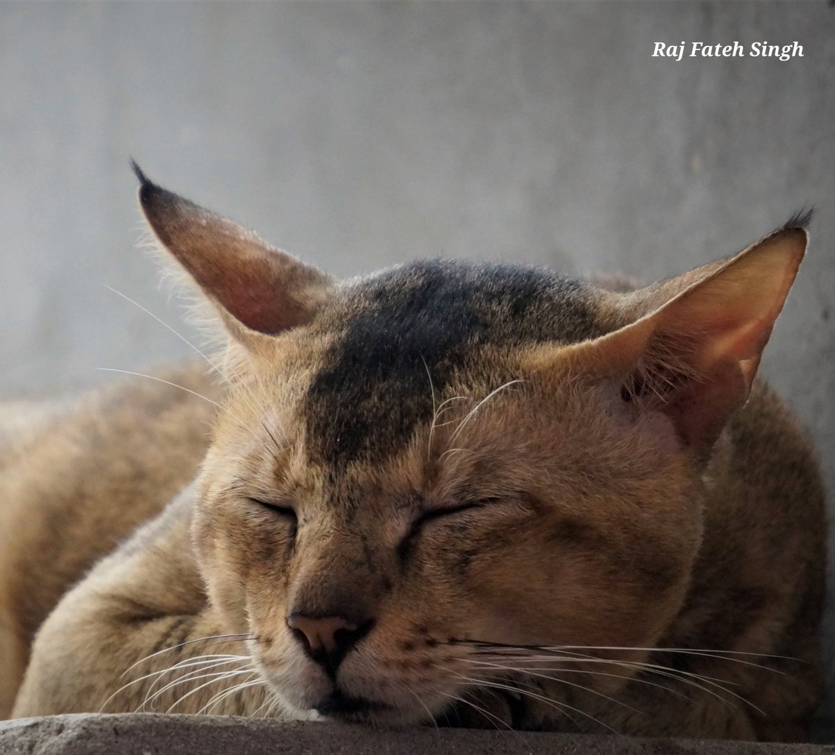 EarthCreatures4's tweet photo. #cat #cats #tom #sleepingcat #sleepingcats #catlover #catlovers #catlife #catworld #worldofcats #adorablecat #adorablecats #cats_of_world #CatsOfTwitter #catloversclub #sony #sonycamera #sonycameras #sony70210 #sony70210zoom #sonya3500 #sonyalpha3500 #sonylenses #sonyzoomlens https://t.co/NsMqxSuy6A