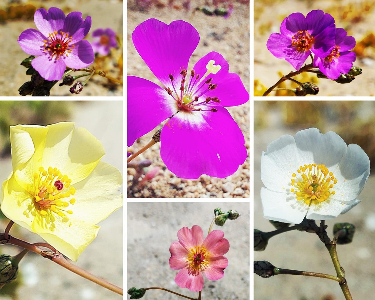 conaf_minagri's tweet photo. #CONAFAtacama prepara a sus funcionarias y funcionarios ante el fenómeno #DesiertoFlorido2022, que está por comenzar. Proyecciones y tipos de floración por provincias de #Atacama.
¡#ViveElDesiertoFlorido protegiendo la naturaleza! https://t.co/nxoQM76itg