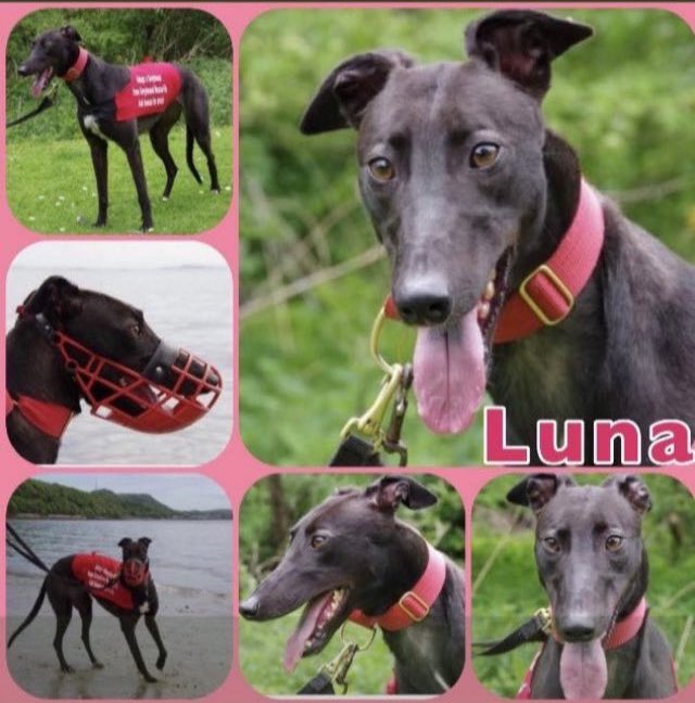 Looking for a fun &amp;
bubbly #Greyhound? 
Luna is a medium girl ,confident, friendly &amp; affectionate. She loves ppl, giving hugs &amp; walks gr8 on a lead. She is friendly with fellow hounds &amp;
would make a loving pet. More greyhoundrescuefife.com /call Celia on 07826 244765 #rehomehour