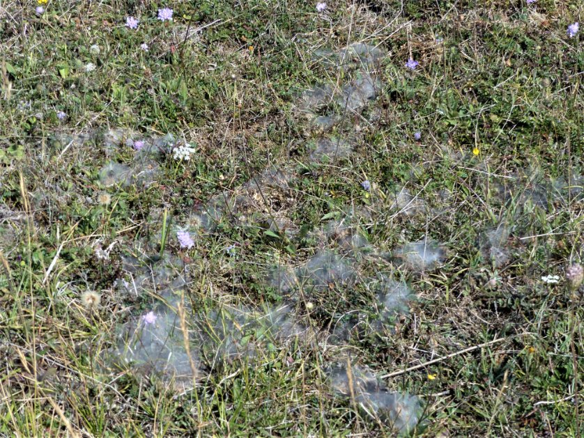 Caterpillar minefield on the Wiltshire downs near Calne today: 76 Marsh Fritillary larval webs in 12 mins on linear route. 6 webs in 5 sq m. Tread with care... @BC_Wiltshire