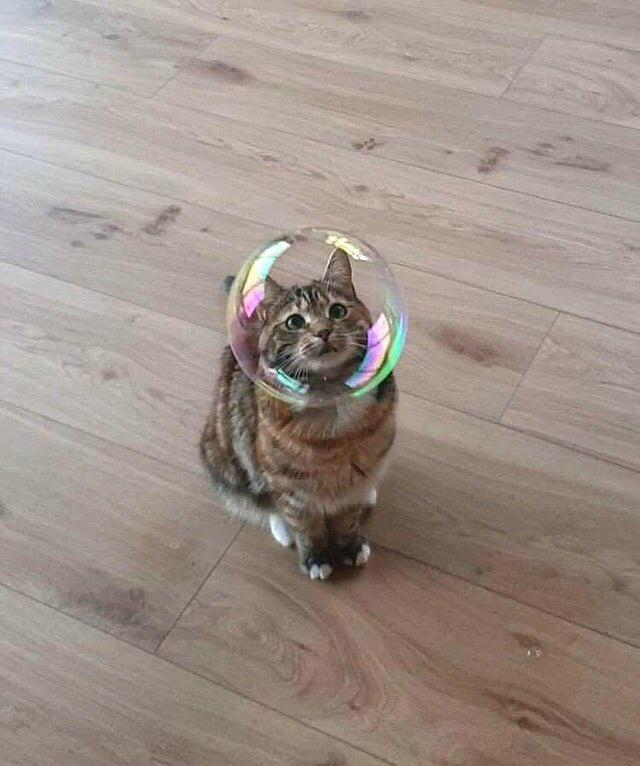 WholesomeMeme's tweet photo. https://t.co/mixepGGusD