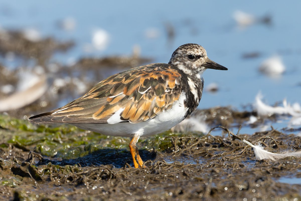 First Turnstone I've seen this Summer. Pretty soon we'll be overrun with these great little characters!