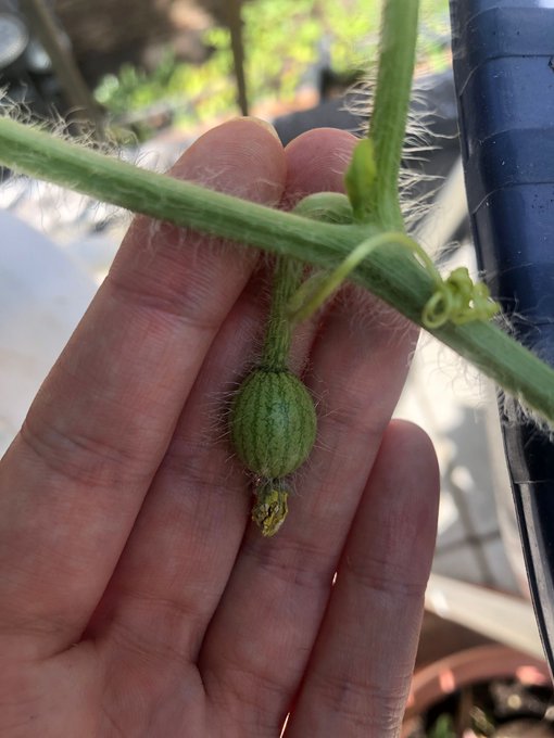 To those who doubted my ability to grow watermelons in London: 🖕 https://t.co/OxzWLofzA3<a href="/tag/dointhedont"class="tags"><span>#dointhedont</span></a>