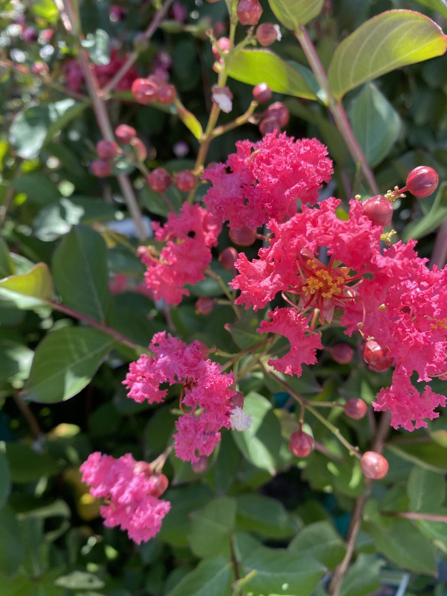 LorrieMarfyak's tweet photo. Summer shrubs with shades of red and fuchsia at Lowes New Haven store#593.
@RobinsonA1976  @TweetUsR30  @PlantPartners @DomFeola https://t.co/MTolPZpgBP