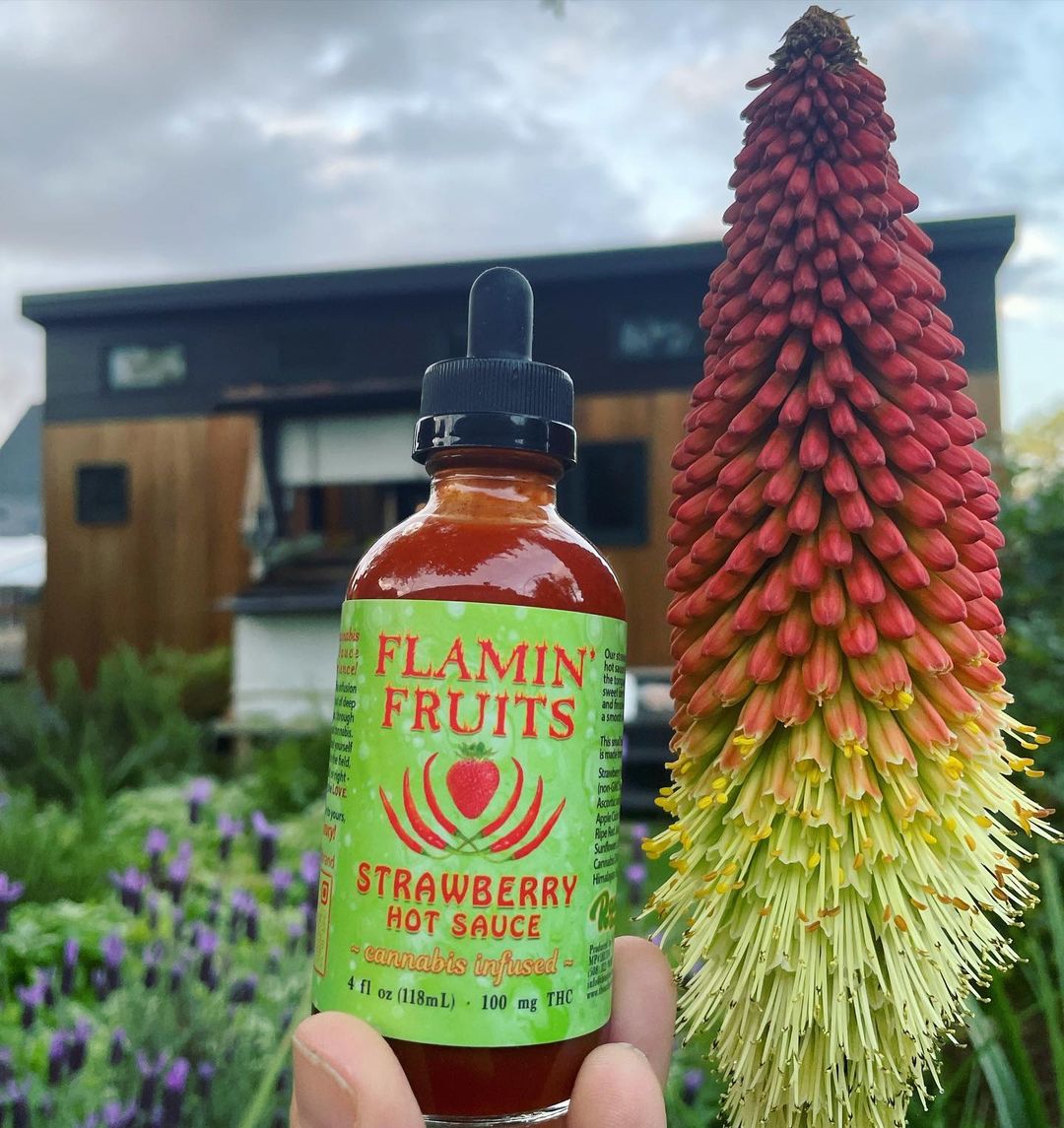 Xtreme Cannabis Magazine (@xtremecannamag) on Twitter photo Cannabis Infused hot sauce!!
Got some SAUCE with SASS 🌶🍓👨🌾The Red Hot Pokers came out for the fiya!!!🔥🌞🤘🏾
Repost: <a href="/flaminfruits/">Conscious Eating</a> Cannabis Infused hot sauce!!
Got some SAUCE with SASS 🌶🍓👨🌾The Red Hot Pokers came out for the fiya!!!🔥🌞🤘🏾
Repost: <a href="/flaminfruits/">Conscious Eating</a>