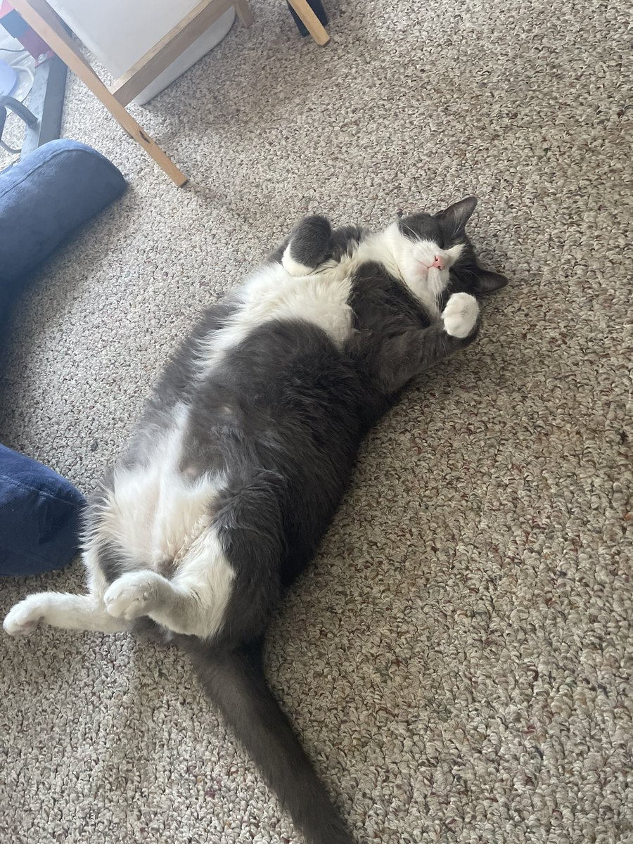 Matty_si's tweet photo. My handsome big baby.  Truly the best kitty you could ask for ❤️ https://t.co/jBBG6k3Xpn