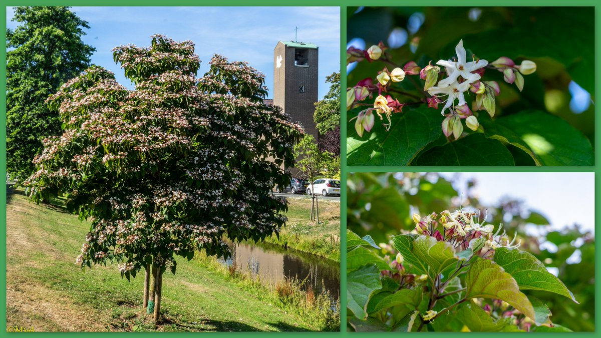 MaartenvanAtten's tweet photo. #Heesters, #sortiment. Als #heester of klein #boompje: #Kansenboom, #Clerodendron #Clerodendron_trichotomum. https://t.co/NgBCWNGIfN