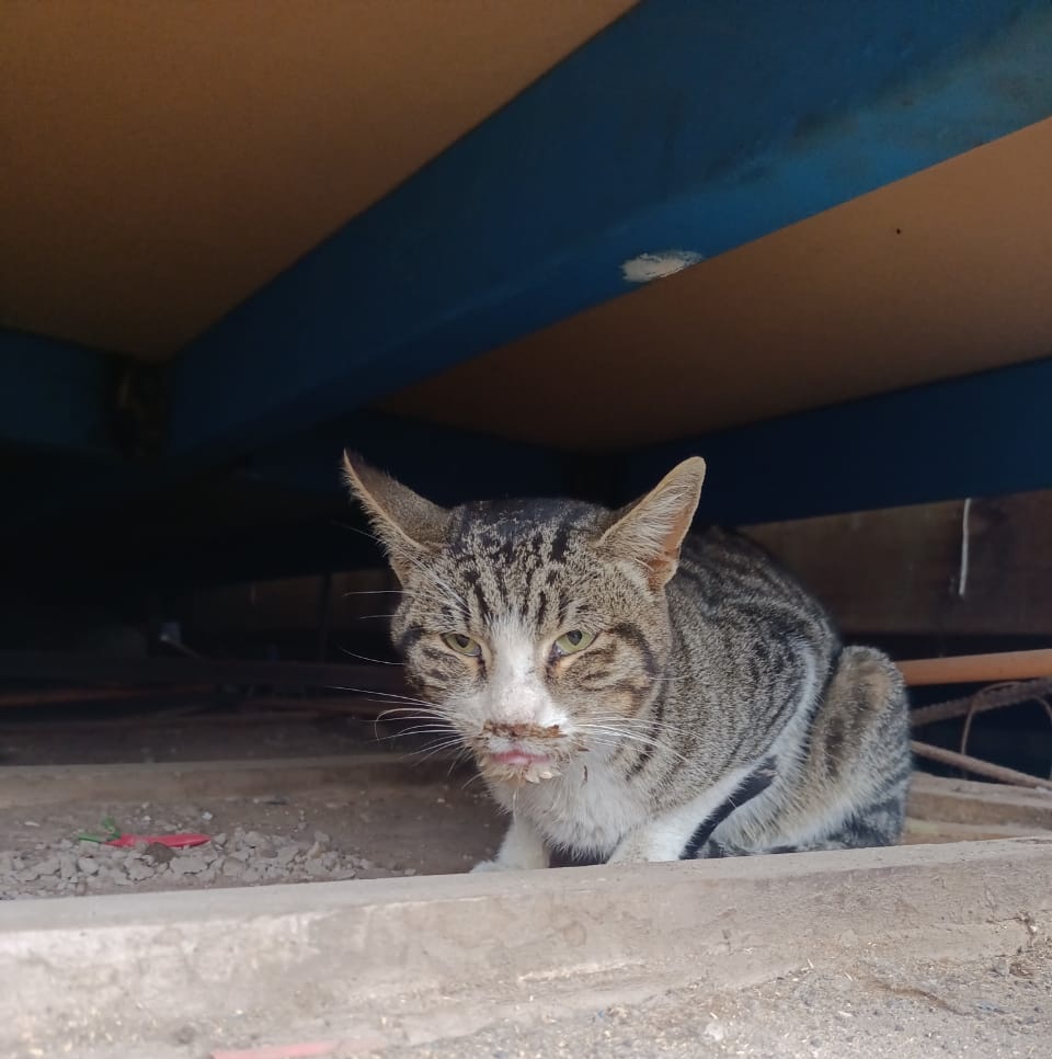 AndreaLlca's tweet photo. #ServicioPublico Algún veterinario en #Arica que pueda ayudar con un gatito rescatado?? Estuvo perdido un mes y volvió desnutrido, deshidratado y vomitando así 😔😔 Sus rescatistas no tienen dinero para hospitalizarlo💔 https://t.co/md9cxlFKIl