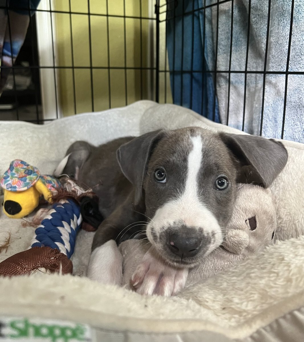 E2Dallas's tweet photo. I’m puppying over here. 🐶Between the toys and his bath towel, he’s having fun! #Ezmo https://t.co/UEYXoUnEZv