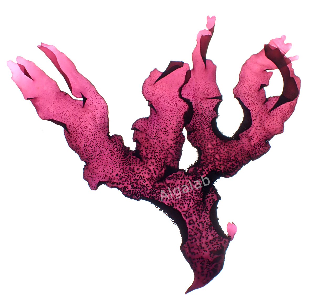 AlgaLab's tweet photo. Mastocarpus sp. - alga roja introducida en la costa chilena posiblemente durante los 70s
#Rhodophyta #RedAlgae #seaweeds #algas #algasrojas #biodiversidadmarina #biobio #marinebiodiversity #ExoticSeaweed https://t.co/1yel1rygke