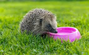 De afgelopen dagen hebben we veel uitgeputte egels opgehaald. Daarnaast hebben we ook veel vogels die in het water belanden.
Door de warmte en de droogte word het voor dieren steeds moeilijker om aan water te komen. Help ze door een bakje of schoteltje water neer te zetten.