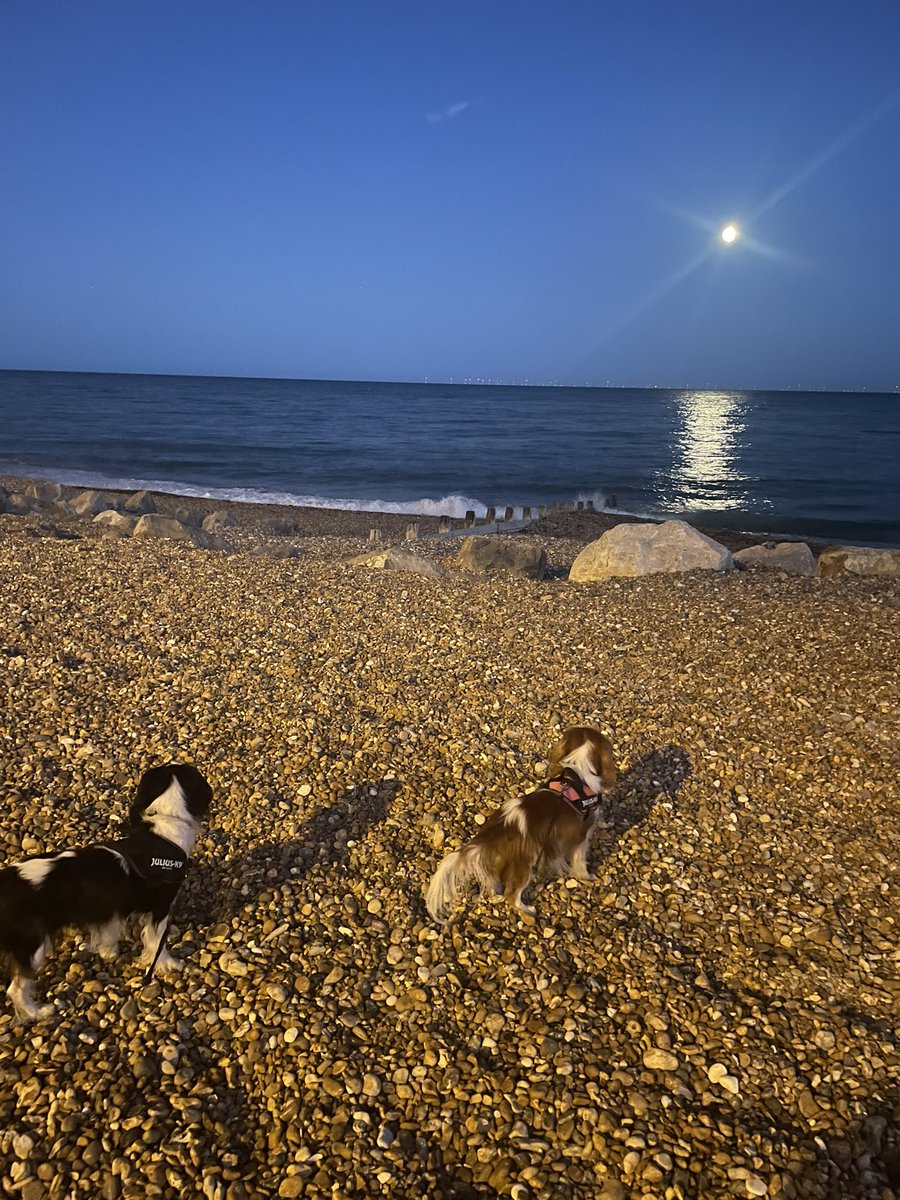 Watching the moon 🐾