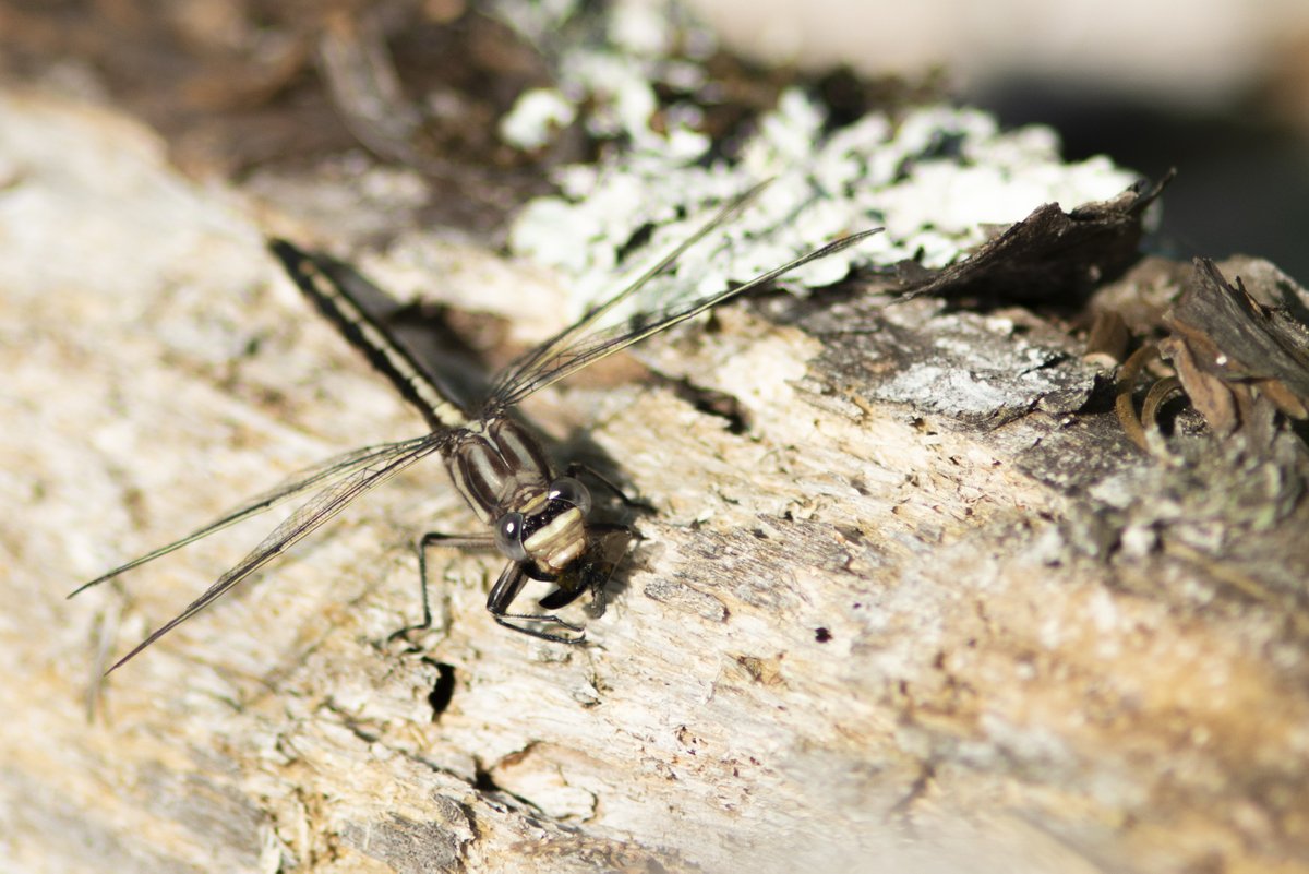 WilderNewsMB's tweet photo. Is there anything more beautiful than a bug on a log? This little batch of biodiversity is from #Nopiming, one of 13 provincial parks threatened by mining activity in Manitoba. #MBpoli
Help us #EndParkMining in Manitoba by writing your letter here:
https://t.co/BQwLrAPqJR https://t.co/ZD6NRenN1T