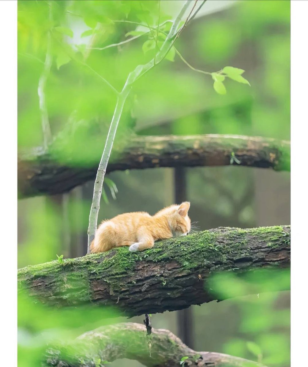 tyla85d's tweet photo. little lazy cat https://t.co/7P3DQlhDqw