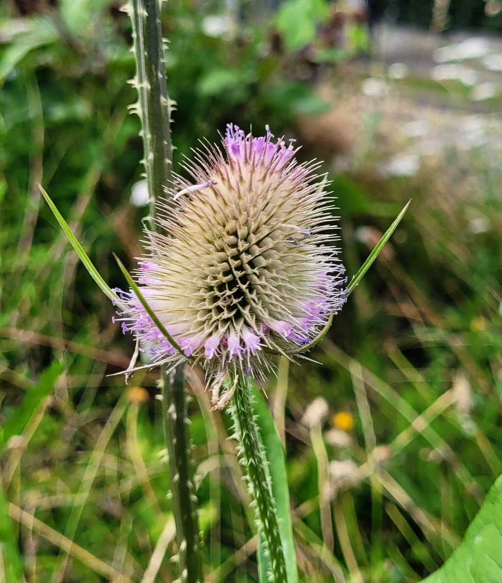 Ruairí Ó Dúlaing tweet media