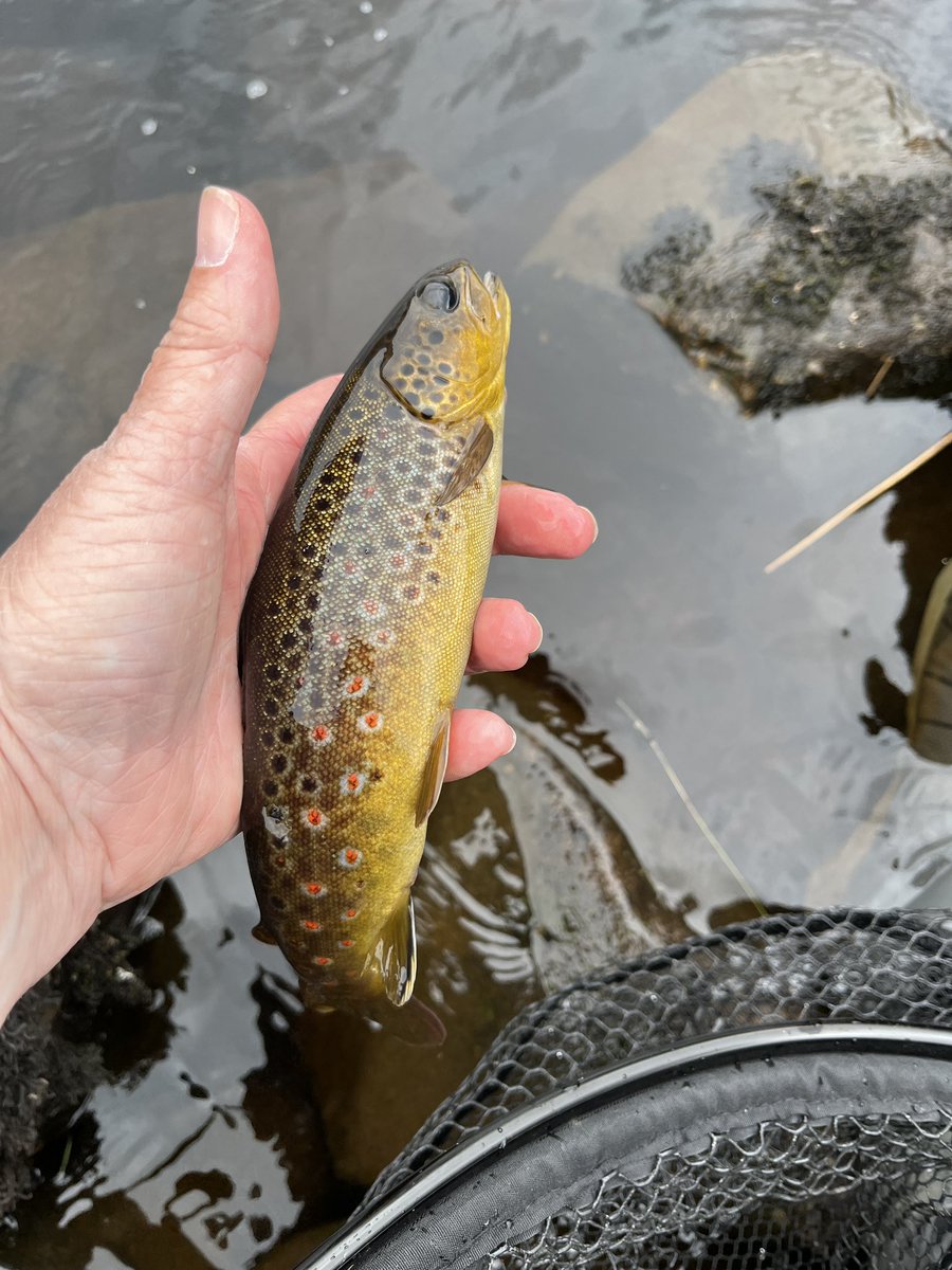 SheenaGoode's tweet photo. Wild river brown trout https://t.co/SN3TzGsIFJ