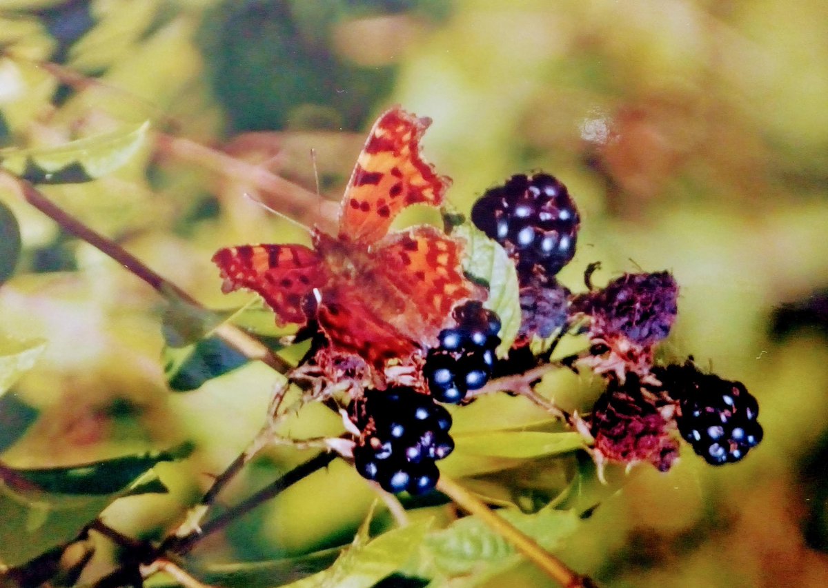 geoff worthington tweet media