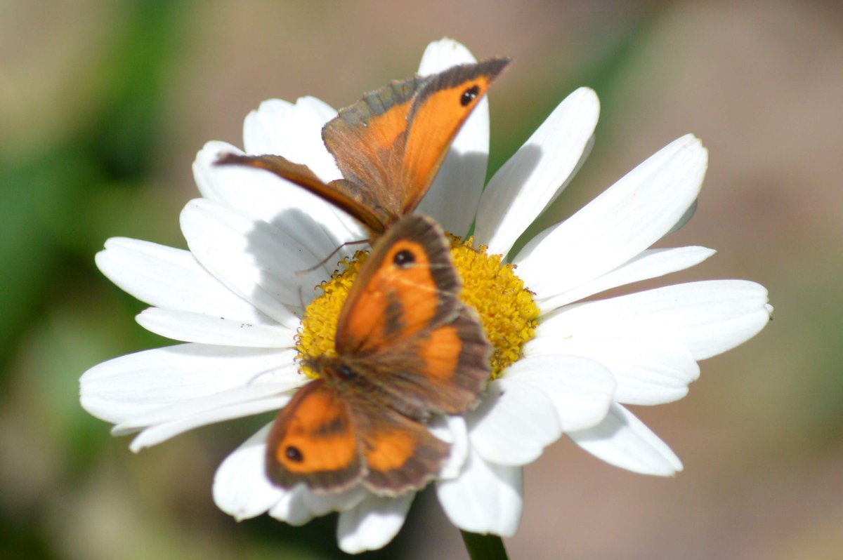 geoff worthington tweet media