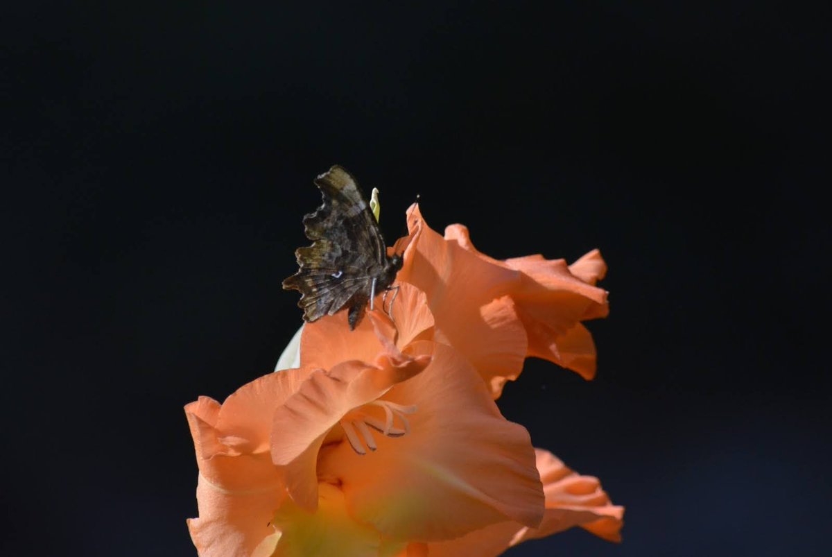 geoff worthington tweet media