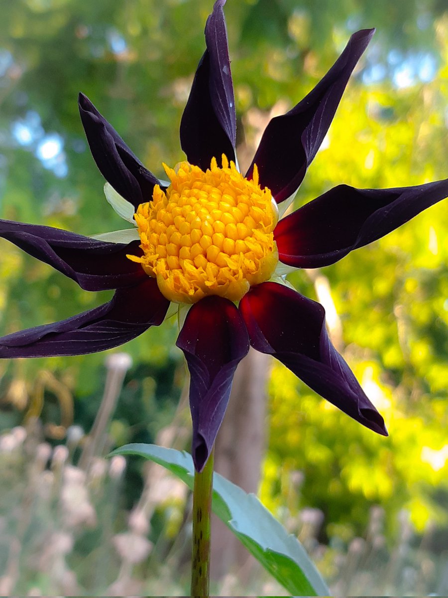 LotteTruelsen's tweet photo. One of my new Dahlias - Honka Dark - I think it's rather nice!  🖤
#dahlias #Flowers #garden #gardening https://t.co/ZkcgC3YpF1