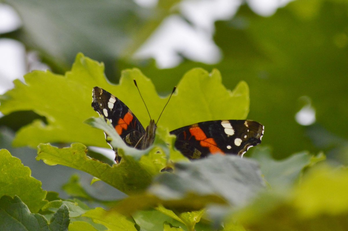 geoff worthington tweet media