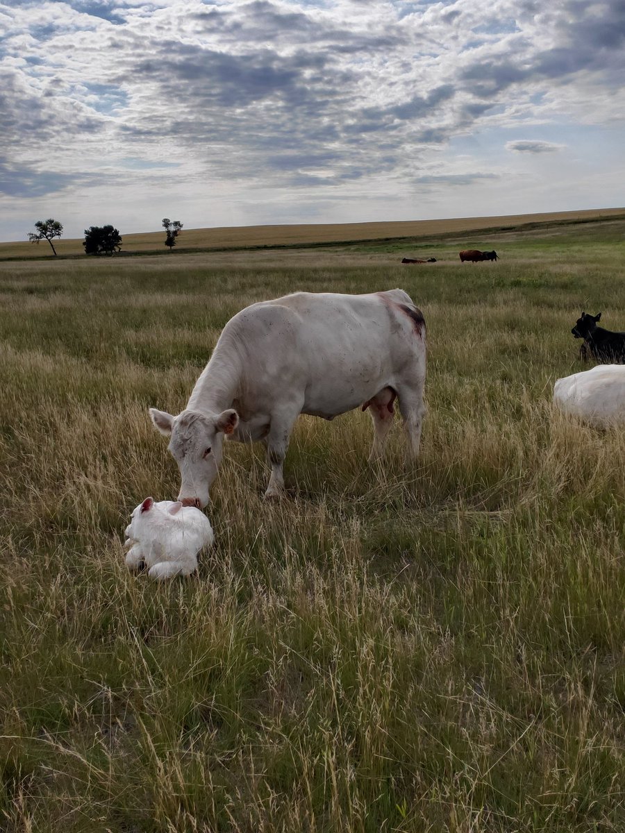 Calving22.2 is a go.  Darling 36D had a real nice Connection bull calf today.
#charolais