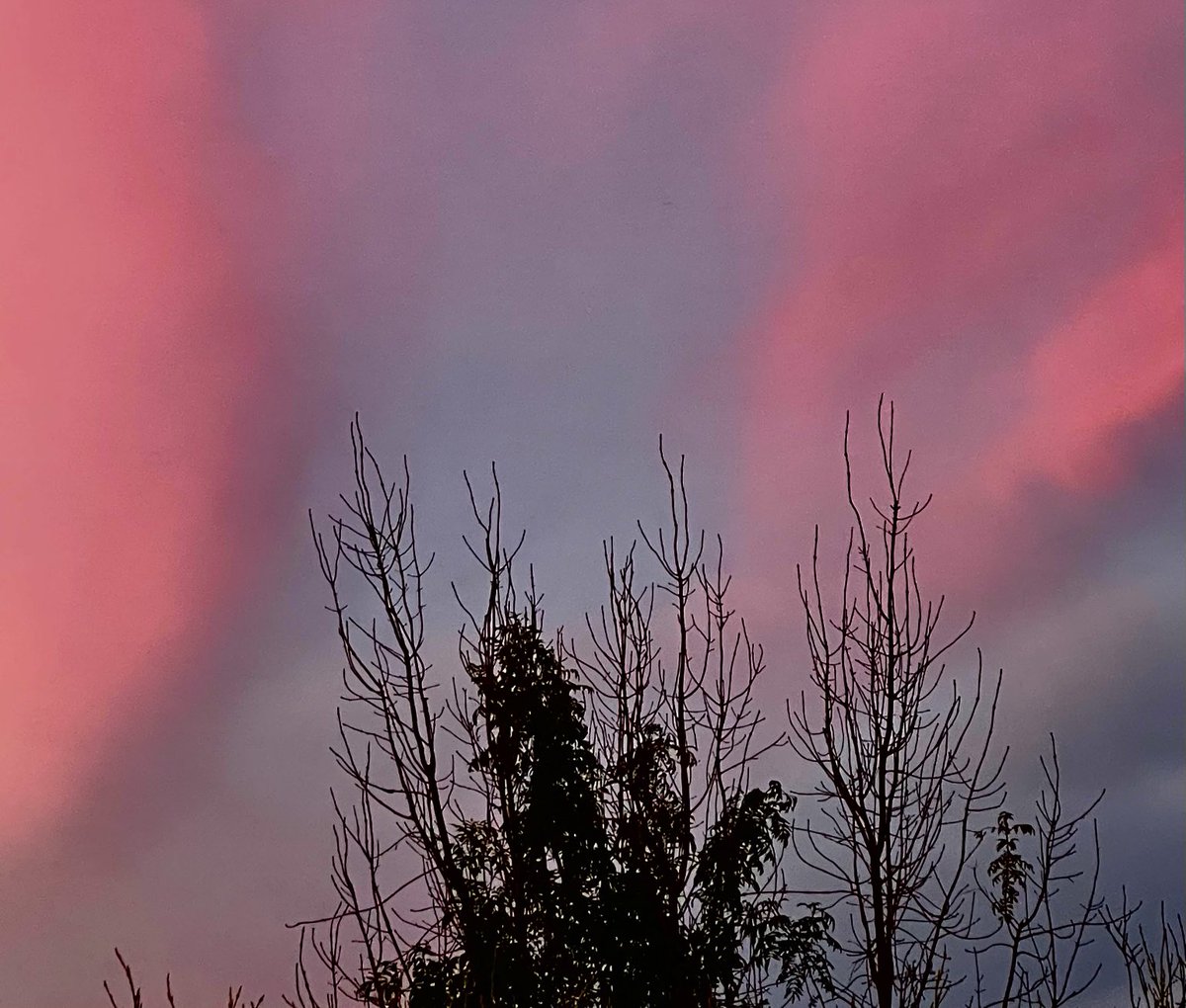 Ash dieback sunset. A Hymenoschyphus kind of evening.