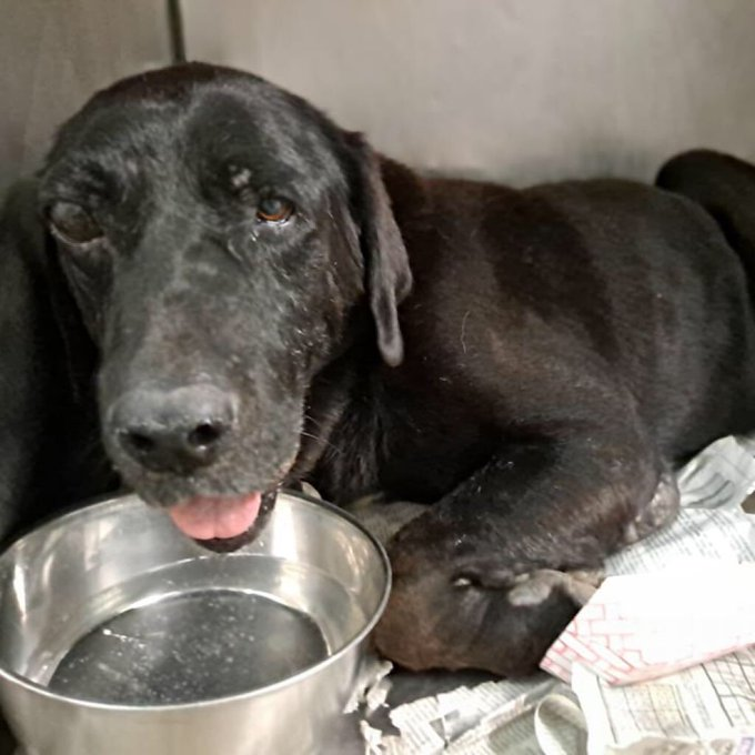 psychicwhisper3's tweet image. 🆘✨ASTRO 💔HAS 4 HOURS LEFT⚠️
A Black Lab In Dire Need Of HELP 😢No Rescue Interest 😩Please Help 🙏To Save Him💔🥺
Please Hurry 🏃‍♀️💨#SaveAstro  #pvastx #163001 #RT #Pledge #Foster ⚠️🙏
📧rescue@pvastx.org 
❌Must Be Tagged By 6:30pm 8/9/22❌